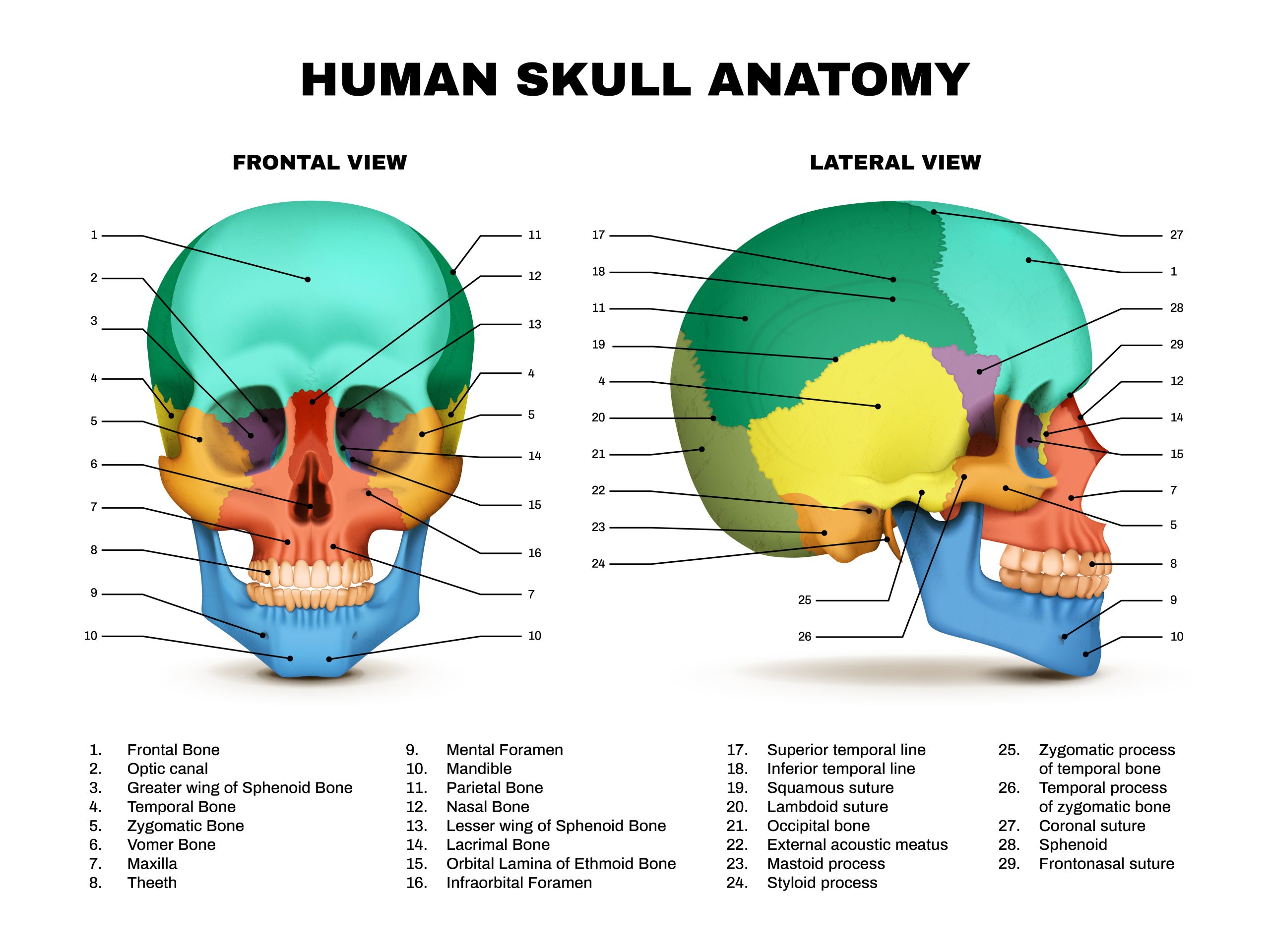 Anatomy