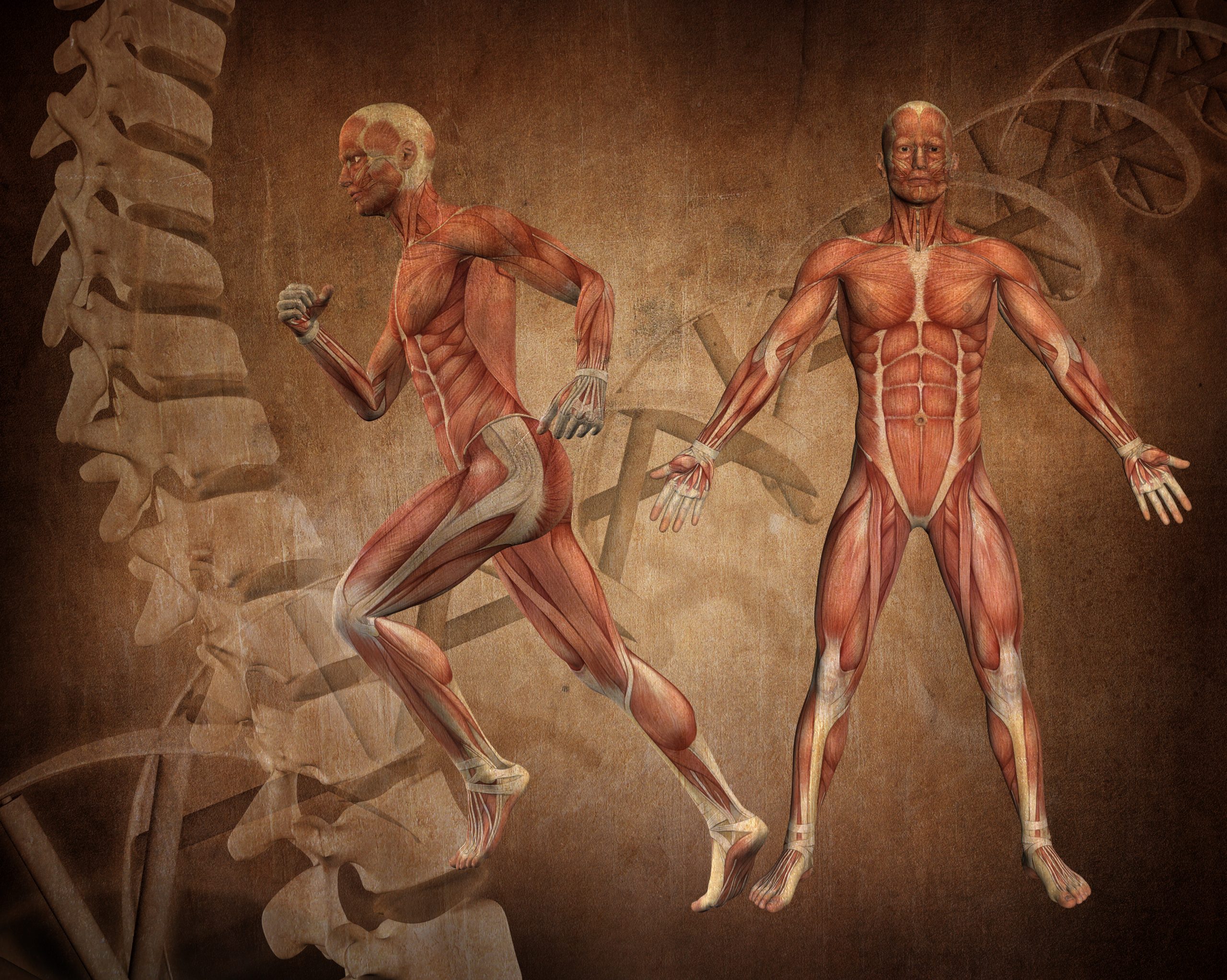 Physiology